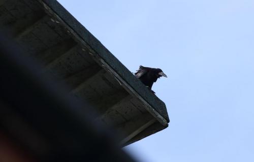 A rook perches on the roof of the Lewes (nickname The Rooks) clubhouse