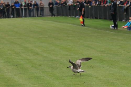 A young gull (Herring gull, I think) lands on the pitch while play is at the other end