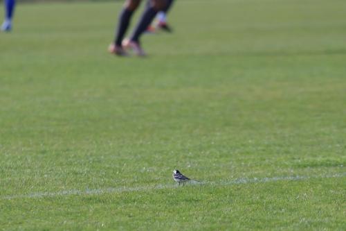 IMG 2181-A-pied-wagtail-landed-briefly-in-the-Potters-Bar-penalty-box-while-play-was-a-the-other-end-but-soon-realised-its-error